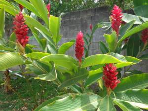 Do you know what kind of flower this is? Let us know in the comments!