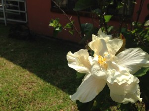 We also have yellow orchids!