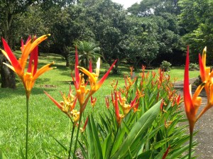 What looks like a flower is really a colorful leaf!